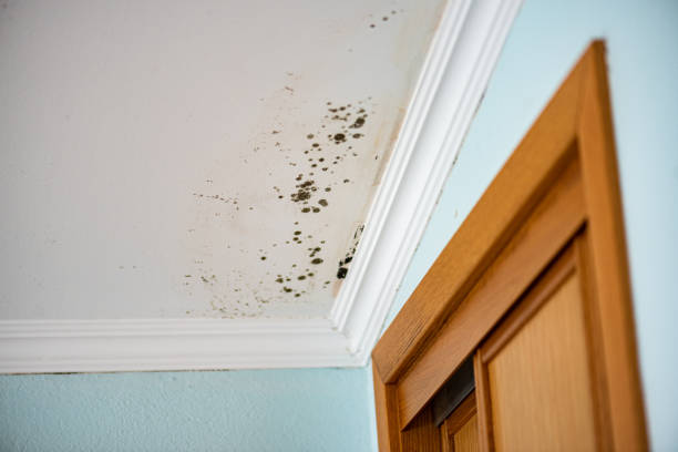 Best Environmental Consulting for Mold Prevention  in York Harbor, ME